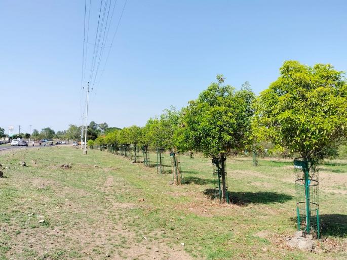Palkhi Marg is taking place in Chincholi-Dehurod military area Green Palkhi Marg | चिंचोली-देहूरोड लष्करी परिसरात पालखी मार्ग होतोय हरित पालखी मार्ग Palkhi Marg is taking place in Chincholi-Dehurod military area Green Palkhi Marg | चिंचोली-देहूरोड लष्करी परिसरात पालखी मार्ग होतोय हरित पालखी मार्ग
