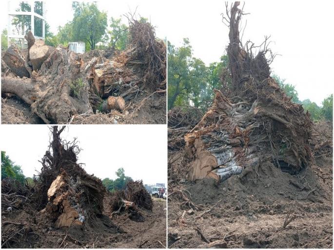 development tree cutting work of palkhi marga indapur baramati | पालखी मार्गाच्या कामात वनराई होतेय जमीनदोस्त development tree cutting work of palkhi marga indapur baramati | पालखी मार्गाच्या कामात वनराई होतेय जमीनदोस्त