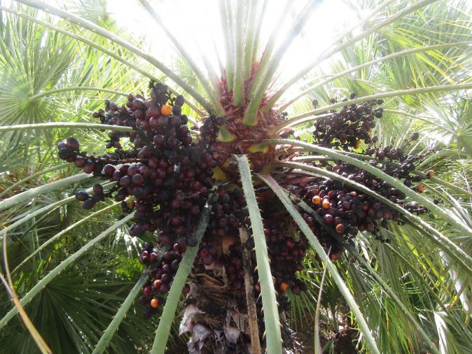 Central government palm mega plantation drive from National Edible Oil Mission | राष्ट्रीय खाद्यतेल अभियानातुन केंद्राची पाम मेगा लागवड मोहीम Central government palm mega plantation drive from National Edible Oil Mission | राष्ट्रीय खाद्यतेल अभियानातुन केंद्राची पाम मेगा लागवड मोहीम
