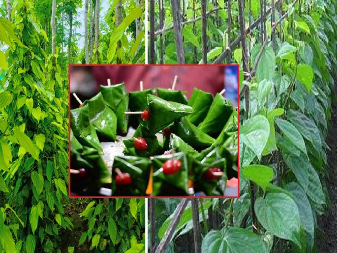 'Calcutta-kolkata betel leaf' breaks the Gavran betel leaf's farming in Jalana ! farming cuts half of area | गावरान पानाच्या विड्याला 'कलकत्ता'चा ब्रेक ! पानमळे आली निम्म्यावर 'Calcutta-kolkata betel leaf' breaks the Gavran betel leaf's farming in Jalana ! farming cuts half of area | गावरान पानाच्या विड्याला 'कलकत्ता'चा ब्रेक ! पानमळे आली निम्म्यावर