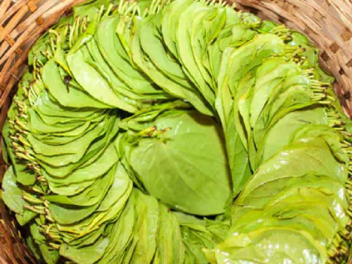 200 to 250 rupees per stalk of 300 yellow leaves in the paan market | पिकल्या पानाचा दर की हो भलता!, खाऊच्या पिवळ्या पानांना सोन्याचा भाव 200 to 250 rupees per stalk of 300 yellow leaves in the paan market | पिकल्या पानाचा दर की हो भलता!, खाऊच्या पिवळ्या पानांना सोन्याचा भाव