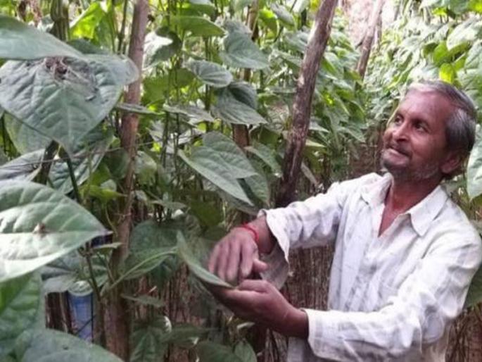 indian farmers stops pan supply to pakistan after pulwama terror attack | नुकसान सोसू, पण पाकिस्तानला माल पाठवणार नाही; शेतकऱ्यांचा सर्जिकल स्ट्राइक indian farmers stops pan supply to pakistan after pulwama terror attack | नुकसान सोसू, पण पाकिस्तानला माल पाठवणार नाही; शेतकऱ्यांचा सर्जिकल स्ट्राइक