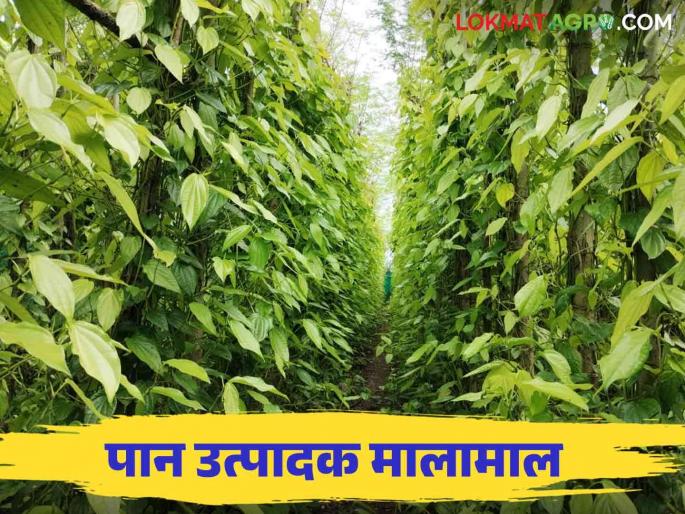 Due to the Dussehra festival, the betel leaf producing farmers stock up How are the leaves sold? Read in detail | दसरा सणामुळे पान उत्पादक शेतकरी मालामाल कशी विकली जातात पाने? वाचा सविस्तर Due to the Dussehra festival, the betel leaf producing farmers stock up How are the leaves sold? Read in detail | दसरा सणामुळे पान उत्पादक शेतकरी मालामाल कशी विकली जातात पाने? वाचा सविस्तर