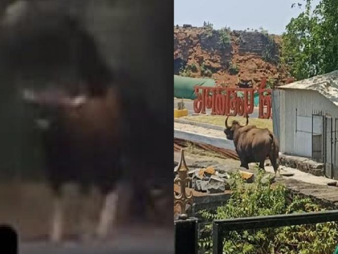 Free movement of gaur at Panhala kolhapur, tourists got a close look | Kolhapur: पन्हाळगडावर गव्यांचा मुक्तसंचार, पर्यटकांना घडले जवळून दर्शन Free movement of gaur at Panhala kolhapur, tourists got a close look | Kolhapur: पन्हाळगडावर गव्यांचा मुक्तसंचार, पर्यटकांना घडले जवळून दर्शन