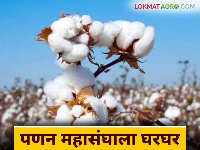 The Marketing Federation: The Marketing Federation has been waiting for three years; The Center has blocked Rs. 125 crore | The Marketing Federation : पणन महासंघाला तीन वर्षांपासून प्रतीक्षा; केंद्राने अडविले सव्वाशे कोटी The Marketing Federation: The Marketing Federation has been waiting for three years; The Center has blocked Rs. 125 crore | The Marketing Federation : पणन महासंघाला तीन वर्षांपासून प्रतीक्षा; केंद्राने अडविले सव्वाशे कोटी