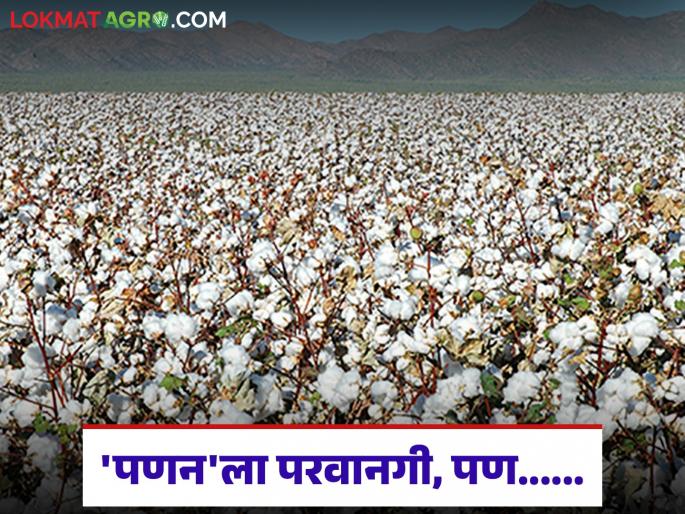 latest news Kapus Kharedi: Permission for 'marketing', but no funds; Cotton procurement dilemma? Read in detail | Kapus Kharedi : 'पणन' ला परवानगी, पण निधी नाही; कापूस खरेदीची कोंडी? वाचा सविस्तर latest news Kapus Kharedi: Permission for 'marketing', but no funds; Cotton procurement dilemma? Read in detail | Kapus Kharedi : 'पणन' ला परवानगी, पण निधी नाही; कापूस खरेदीची कोंडी? वाचा सविस्तर