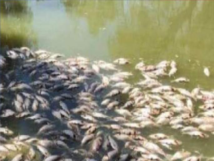 Fish death case: Pollution control board takes samples of Panchganga water | पंचगंगा नदीपात्रात हजारो मासे पडले मृत्युमुखी, प्रदूषण नियंत्रण मंडळाने घेतले पाण्याचे नमुने Fish death case: Pollution control board takes samples of Panchganga water | पंचगंगा नदीपात्रात हजारो मासे पडले मृत्युमुखी, प्रदूषण नियंत्रण मंडळाने घेतले पाण्याचे नमुने