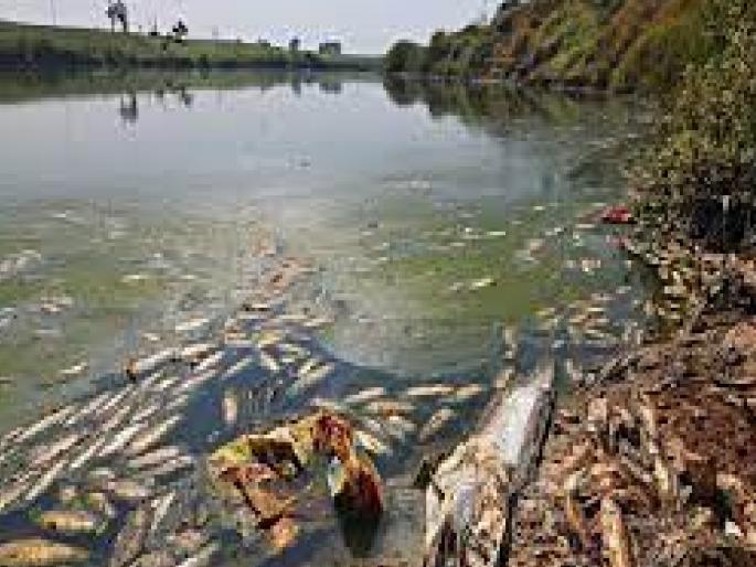 Sewage from the villages on the banks into the Panch Ganga, Pollution Control Board inspection clear | Kolhapur News: काठावरील गावांचे सांडपाणी पंचगंगेत, प्रदूषण नियंत्रण मंडळाच्या पाहणीत स्पष्ट Sewage from the villages on the banks into the Panch Ganga, Pollution Control Board inspection clear | Kolhapur News: काठावरील गावांचे सांडपाणी पंचगंगेत, प्रदूषण नियंत्रण मंडळाच्या पाहणीत स्पष्ट