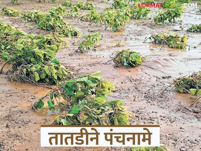 Pik Panchanama : Panchanamas should be done immediately for damage to agricultural crops; Revenue Minister orders | Pik Panchanama : शेतपिकांच्या नुकसानीचे तातडीने पंचनामे करावेत; महसूलमंत्र्यांचे आदेश