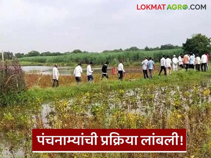 Latest News crop damage by Unseasonal rains agricultural support protest nuksan panchname | Agriculture News : अवकाळीने शेती पाण्यात, कृषी सहाय्यक आंदोलनात, पंचनामे कधी होणार? 