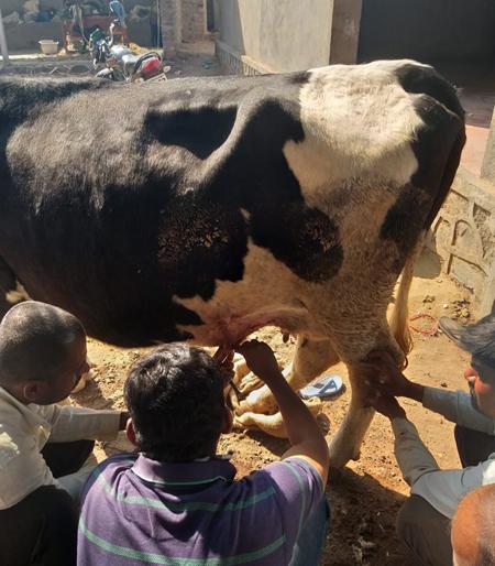 Patwardhan attacked the cattle of leopard like a leopard | पटवर्धन कुरोलीत बिबट्यासदृश प्राण्याचा गायीवर हल्ला Patwardhan attacked the cattle of leopard like a leopard | पटवर्धन कुरोलीत बिबट्यासदृश प्राण्याचा गायीवर हल्ला