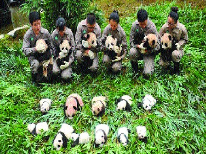 The number of pandes increases, the first time it has come to 36 neonates, | पांडांची संख्या वाढतेय, प्रथमच समोर आले ३६ नवजात, The number of pandes increases, the first time it has come to 36 neonates, | पांडांची संख्या वाढतेय, प्रथमच समोर आले ३६ नवजात,