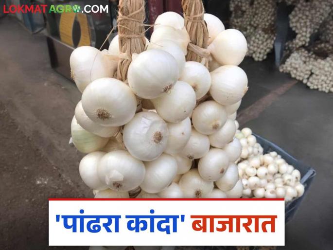 White Onion Market : Getting good price for white onion of Alibaug; How is the price of one bunch this year? | White Onion Market : अलिबागचा पांढरा कांदा खातोय भाव; यंदा एका माळेला कसा मिळतोय भाव? White Onion Market : Getting good price for white onion of Alibaug; How is the price of one bunch this year? | White Onion Market : अलिबागचा पांढरा कांदा खातोय भाव; यंदा एका माळेला कसा मिळतोय भाव?