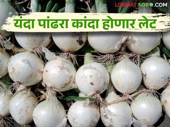 White Onion: The return of rain has hampered the cultivation of white onion | White Onion : परतीच्या पावसाने पांढऱ्या कांद्याची लागवड खोळंबली White Onion: The return of rain has hampered the cultivation of white onion | White Onion : परतीच्या पावसाने पांढऱ्या कांद्याची लागवड खोळंबली