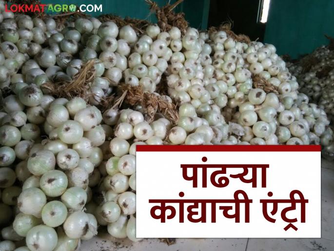 The famous indigenous white onion from Chambla in Wada taluka with medicinal properties enters the market | वाडा तालुक्यातील औषधी गुणधर्म असलेल्या प्रसिद्ध देशी पांढऱ्या कांद्याची बाजारात एंट्री The famous indigenous white onion from Chambla in Wada taluka with medicinal properties enters the market | वाडा तालुक्यातील औषधी गुणधर्म असलेल्या प्रसिद्ध देशी पांढऱ्या कांद्याची बाजारात एंट्री