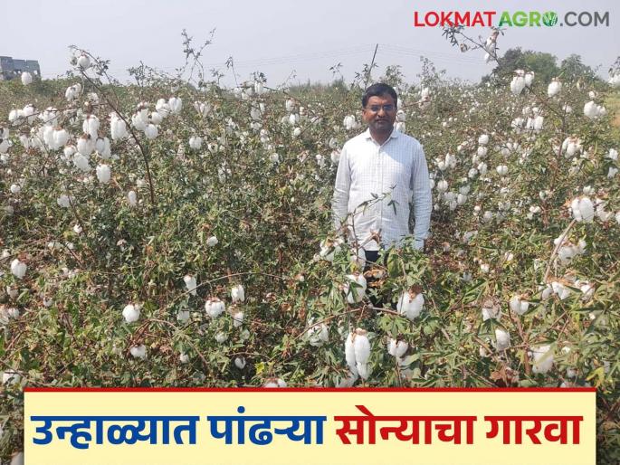 Latest News Cotton farming Twenty quintals of cotton per acre produced without chemical fertilizers | Cotton Farming : रासायनिक खताचा एक दाणाही नाही, कापसाचे एकरी 20 क्विंटल उत्पादन काढलं! Latest News Cotton farming Twenty quintals of cotton per acre produced without chemical fertilizers | Cotton Farming : रासायनिक खताचा एक दाणाही नाही, कापसाचे एकरी 20 क्विंटल उत्पादन काढलं!