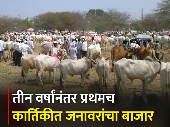 More than three thousand livestock in Pandharpur market | पंढरपूरच्या बाजारात तीन हजारांहून अधिक जनावरं More than three thousand livestock in Pandharpur market | पंढरपूरच्या बाजारात तीन हजारांहून अधिक जनावरं