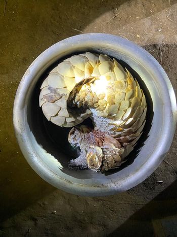 Pangolin hunting, both arrested | खवल्या मांजराची शिकार, दोघांना अटक Pangolin hunting, both arrested | खवल्या मांजराची शिकार, दोघांना अटक