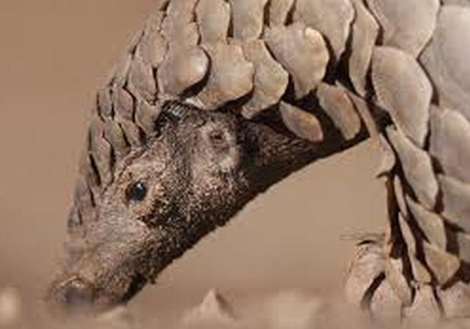 Hunting of over five and a half thousand pangolin across the country | देशभरात साडेपाच हजारांवर खवल्या मांजरांची शिकार Hunting of over five and a half thousand pangolin across the country | देशभरात साडेपाच हजारांवर खवल्या मांजरांची शिकार