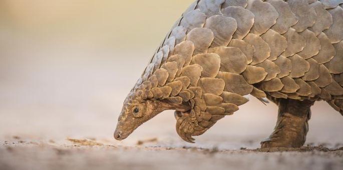 Pangolin free from Forest Department Transit Treatment Center | वनविभाग ट्रान्झिट ट्रीटमेंट सेन्टरमधून खवले मांजर निसर्गमुक्त Pangolin free from Forest Department Transit Treatment Center | वनविभाग ट्रान्झिट ट्रीटमेंट सेन्टरमधून खवले मांजर निसर्गमुक्त