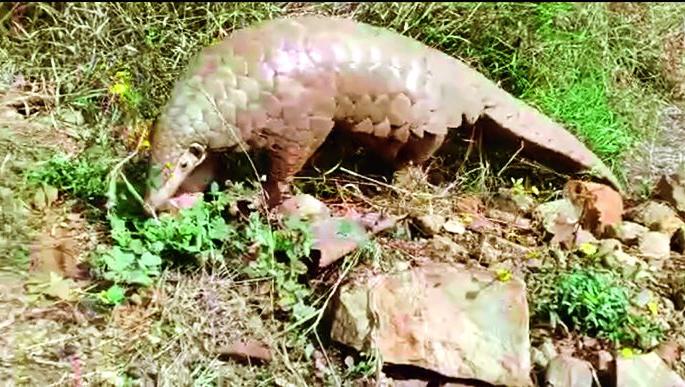 Two-day police custody for accused in Pangolin sale case | खवल्या मांजर विक्री प्रकरणातील आरोपींना दोन दिवसांची पोलीस कोठडी Two-day police custody for accused in Pangolin sale case | खवल्या मांजर विक्री प्रकरणातील आरोपींना दोन दिवसांची पोलीस कोठडी