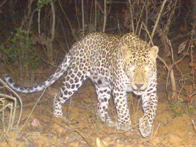 Leopards in the western Panhala area | राखण करायला गेले गव्यांची अन् समोर आला बिबट्या, शेतकऱ्यांची उडाली भांबेरी; पश्चिम पन्हाळा परिसरातील घटना Leopards in the western Panhala area | राखण करायला गेले गव्यांची अन् समोर आला बिबट्या, शेतकऱ्यांची उडाली भांबेरी; पश्चिम पन्हाळा परिसरातील घटना