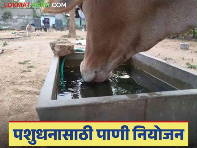 Latest News Winter Care tips manage water for animals in winter Find out in detail | Animal Winter Care : हिवाळ्यात जनावरांना किती वेळा पाणी द्याल? जाणून घ्या सविस्तर 