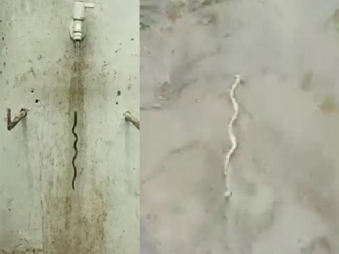 Radish flowing against the current of water The video went viral, According to the botanist, there is no miracle | VIDEO: पाण्याच्या प्रवाहाविरुद्ध वाहणारी मुळी पाहिलीत का?; तुम्हालाही चमत्कारच वाटेल, पण...