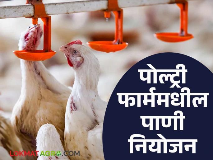 Latest News Keep these things in mind while giving water to chickens in poultry farms, read in detail | Poultry Farm Tips : पोल्ट्री फार्ममधील कोंबड्यांना पाणी देतांना 'या' गोष्टी नक्की लक्षात ठेवा, वाचा सविस्तर  Latest News Keep these things in mind while giving water to chickens in poultry farms, read in detail | Poultry Farm Tips : पोल्ट्री फार्ममधील कोंबड्यांना पाणी देतांना 'या' गोष्टी नक्की लक्षात ठेवा, वाचा सविस्तर