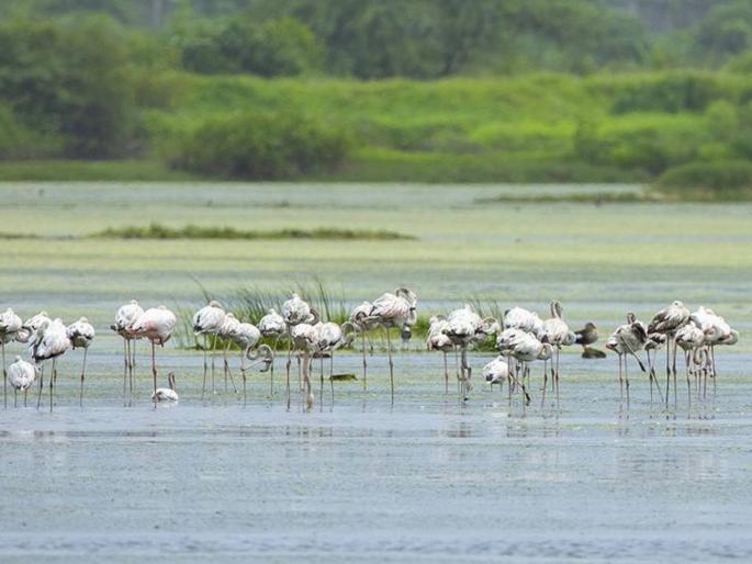 A haven for migratory birds from the Arctic, Russia, and Europe! See 250 bird species in Panaje | आर्क्टिक, रशिया, युरोपमधून आलेल्या स्थलांतरित पक्ष्यांचे आश्रयस्थान! पाणजेत पाहा २५० पक्ष्यांच्या प्रजाती A haven for migratory birds from the Arctic, Russia, and Europe! See 250 bird species in Panaje | आर्क्टिक, रशिया, युरोपमधून आलेल्या स्थलांतरित पक्ष्यांचे आश्रयस्थान! पाणजेत पाहा २५० पक्ष्यांच्या प्रजाती