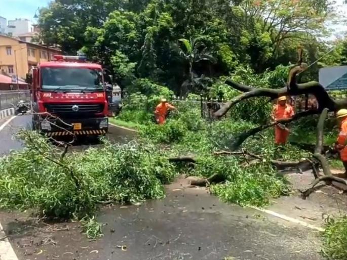A tree fell on the main road at Pato luckily no casualties | पाटो येथे मुख्य रस्त्यावर कोसळले झाड, सुदैवाने जीवितहानी नाही A tree fell on the main road at Pato luckily no casualties | पाटो येथे मुख्य रस्त्यावर कोसळले झाड, सुदैवाने जीवितहानी नाही