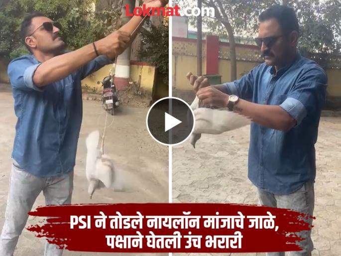 A bird jumped high after breaking a nylon net; PSI's vigilance saved the bird's life | तोडी नायलॉन मांजाचा विळखा, उंच झेप घेई पाखरा; PSI च्या सतर्कतेने वाचले पक्षाचे प्राण A bird jumped high after breaking a nylon net; PSI's vigilance saved the bird's life | तोडी नायलॉन मांजाचा विळखा, उंच झेप घेई पाखरा; PSI च्या सतर्कतेने वाचले पक्षाचे प्राण