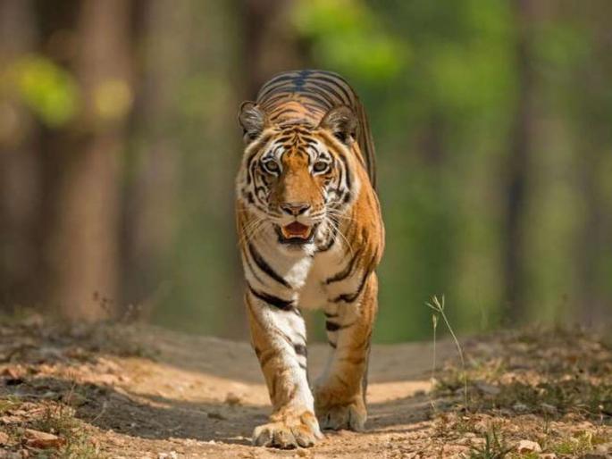 Panna National Park in Madhya Pradesh best destination to visit in winter | पन्ना नॅशनल पार्क, हिवाळ्यात फिरण्यासाठी बेस्ट डेस्टिनेशन! Panna National Park in Madhya Pradesh best destination to visit in winter | पन्ना नॅशनल पार्क, हिवाळ्यात फिरण्यासाठी बेस्ट डेस्टिनेशन!
