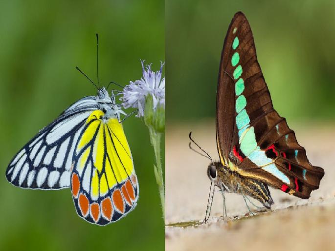Butterfly festival in Palpoli village for four days from tomorrow | Sindhudurg: पारपोलीतील फुलपाखरांचे विश्व उलगडणार, उद्यापासून महोत्सव सुरु Butterfly festival in Palpoli village for four days from tomorrow | Sindhudurg: पारपोलीतील फुलपाखरांचे विश्व उलगडणार, उद्यापासून महोत्सव सुरु