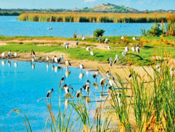 Wetland ecosystems around us | आपल्या अवतीभवतीच्या पाणथळ परिसंस्था