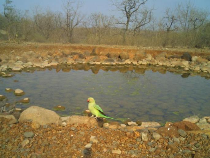 Wetland enumeration nature experience program postponed | पाणथळ प्रगणना निसर्ग अनुभव कार्यक्रम स्थगित Wetland enumeration nature experience program postponed | पाणथळ प्रगणना निसर्ग अनुभव कार्यक्रम स्थगित