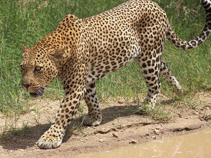 Six hours 'rescue operation' followed by a leopard jerband from Thane Hotel | सहा तासांच्या ‘रेस्क्यू आॅपरेशन’ नंतर ठाण्याच्या हॉटेलमधून बिबटया जेरबंद