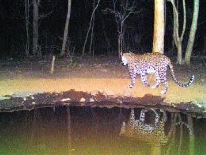 11 artificial water bodies built in Dajipur, Radhanagari Sanctuary are useful for wildlife in summer | Kolhapur: राधानगरी अभयारण्यात ११ पाणवठे प्राण्यांसाठी वरदान, वाघासह बिबट्यांचे अस्तित्व 