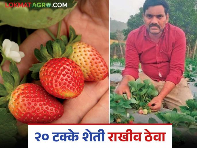 Agriculture in this taluka, once famous as a rice granary, is on the verge of extinction | एकेकाळी भाताचे कोठार म्हणून प्रसिद्ध असलेल्या या तालुक्यातील शेती नष्ट होण्याच्या मार्गावर Agriculture in this taluka, once famous as a rice granary, is on the verge of extinction | एकेकाळी भाताचे कोठार म्हणून प्रसिद्ध असलेल्या या तालुक्यातील शेती नष्ट होण्याच्या मार्गावर