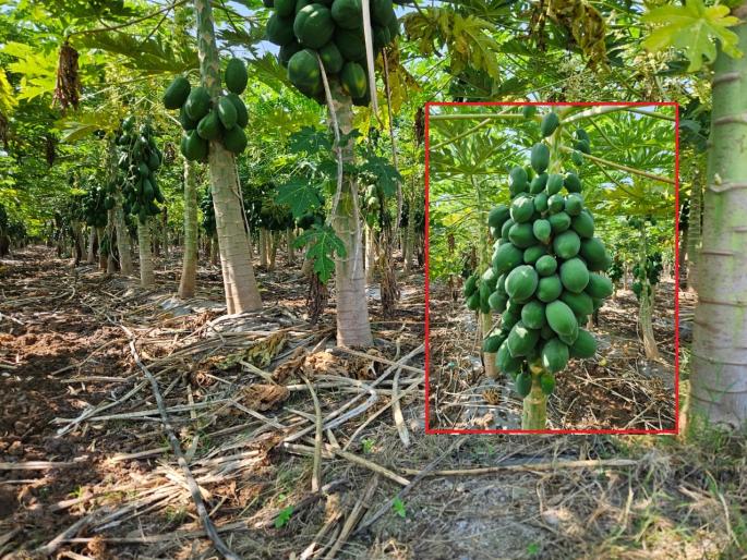 Papaya from Nakhalgaon in Delhi-Kolkata markets; Farmers are earning millions | नाखलगावची पपई दिल्ली-कोलकाताच्या बाजारपेठेत; लाखोंची कमाई करत शेतकरी मालामाल