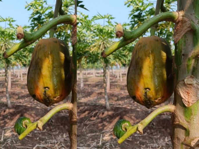 'Papaya' ate the farm! | ‘पपई’ने शेतशिवार खाल्ले! एका फळामागे हातात पडतो १ रुपया, अनेकांनी फिरविला नांगर 'Papaya' ate the farm! | ‘पपई’ने शेतशिवार खाल्ले! एका फळामागे हातात पडतो १ रुपया, अनेकांनी फिरविला नांगर