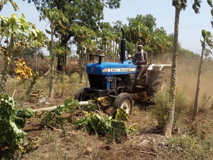 No merchants to buy papaya; Plow turned in the field! | पपई खरेदीसाठी व्यापारी मिळेना; शेतात फिरविला नांगर ! No merchants to buy papaya; Plow turned in the field! | पपई खरेदीसाठी व्यापारी मिळेना; शेतात फिरविला नांगर !