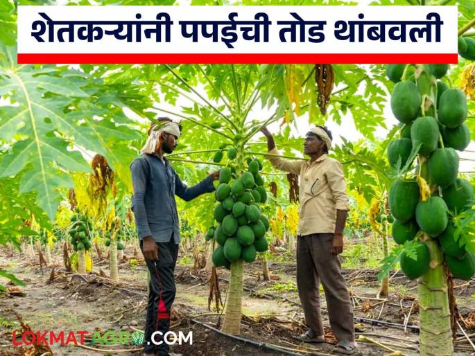 Latest News Papaya Marke Last season, papaya was priced at Rs 17 to 18, see todays market rpice | Papai Market : गेल्या हंगामात पपईला 17 ते 18 रुपये भाव होता, यंदा काय भाव मिळतोय? Latest News Papaya Marke Last season, papaya was priced at Rs 17 to 18, see todays market rpice | Papai Market : गेल्या हंगामात पपईला 17 ते 18 रुपये भाव होता, यंदा काय भाव मिळतोय?