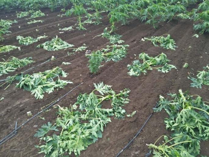 Cut the 150 papaya papaya 150 feet of trees in Sulawade Shiva | सुलवाडे शिवारात पपईची 150 झाडे कापून फेकली Cut the 150 papaya papaya 150 feet of trees in Sulawade Shiva | सुलवाडे शिवारात पपईची 150 झाडे कापून फेकली