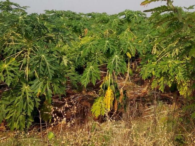 Ranjani / Chinoda area: Due to cloudy weather papaya fungal disease | रांझणी/चिनोदा परिसर : ढगाळ हवामानामुळे पपईवर बुरशीजन्य रोगाचा प्रादुर्भाव Ranjani / Chinoda area: Due to cloudy weather papaya fungal disease | रांझणी/चिनोदा परिसर : ढगाळ हवामानामुळे पपईवर बुरशीजन्य रोगाचा प्रादुर्भाव