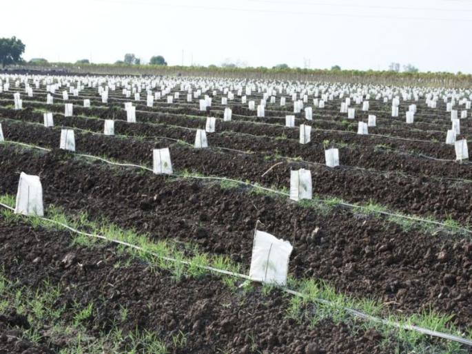 'Crop Cover' armor on papaya ropes | पपई रोपांवर ‘क्रॉप कव्हर’चे कवच 'Crop Cover' armor on papaya ropes | पपई रोपांवर ‘क्रॉप कव्हर’चे कवच