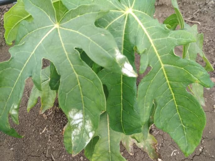 infection of Chanderi on Papaya; The fear of drying of seedlings | पपईवर चंदेरी करपा रोगाची लागण; रोपे सुकण्याची भिती infection of Chanderi on Papaya; The fear of drying of seedlings | पपईवर चंदेरी करपा रोगाची लागण; रोपे सुकण्याची भिती