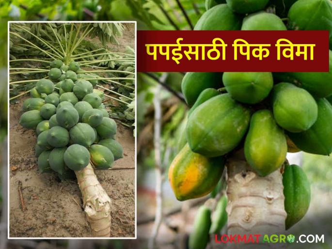 Papai Pik Vima Yojana 2024 : How to get compensation for papaya crop? How much will you pay for insurance read in detail | Papai Pik Vima Yojana 2024 : पपई फळपिकासाठी कशी मिळते नुकसान भरपाई? किती भराल विमा वाचा सविस्तर