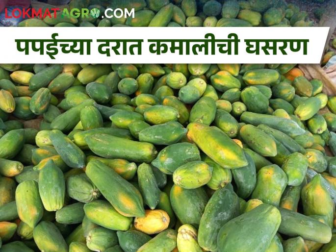 Fall in papaya prices, Four rupees per kg in Jalgaon market yard | पपईला कोणी विचारेणा, थेट चार अन् पाच रुपयांवर भाव Fall in papaya prices, Four rupees per kg in Jalgaon market yard | पपईला कोणी विचारेणा, थेट चार अन् पाच रुपयांवर भाव