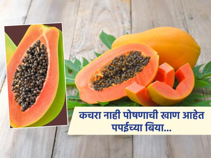 Health benefits of Papaya seeds, you should know | कचरा समजून फेकू नका पपईच्या बिया, इवल्याशा काळ्या बिया तब्येतीसाठी फार मोलाच्या..